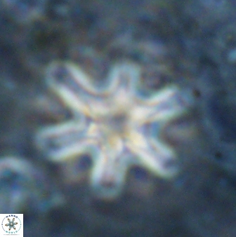 Discoaster sanmiguelensis 32223