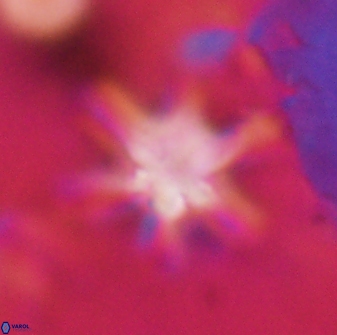 Discoaster sanmiguelensis 32235