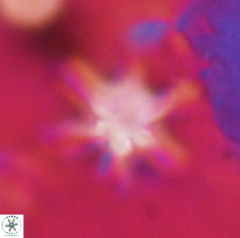 Discoaster sanmiguelensis 32235