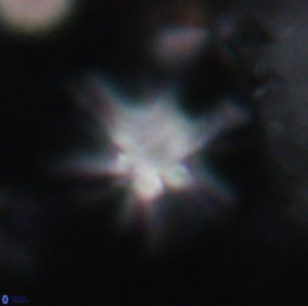 Discoaster sanmiguelensis 32236