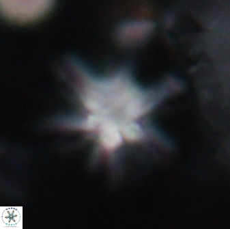 Discoaster sanmiguelensis 32236