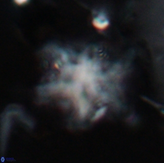 Discoaster sanmiguelensis 32233