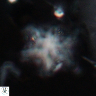 Discoaster sanmiguelensis 32233