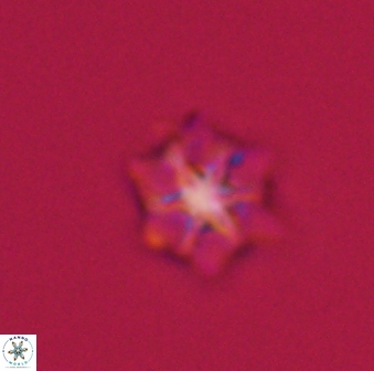 Discoaster self trailliae 32045