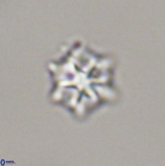 Discoaster self trailliae 32047