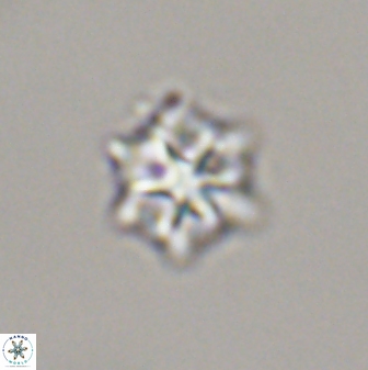 Discoaster self trailliae 32047