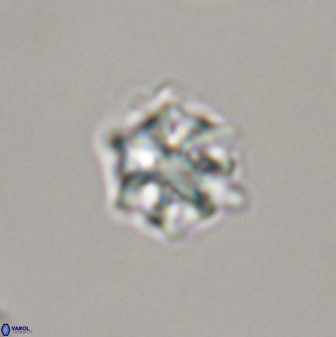 Discoaster self trailliae 32048