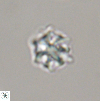 Discoaster self trailliae 32048