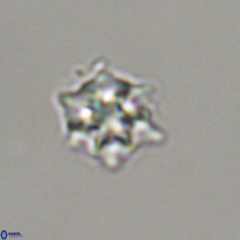 Discoaster self trailliae 32049