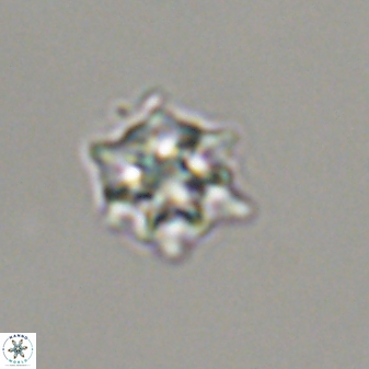 Discoaster self trailliae 32049