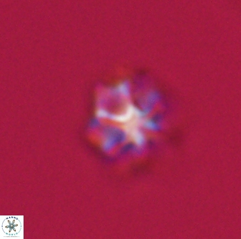 Discoaster self trailliae 32041