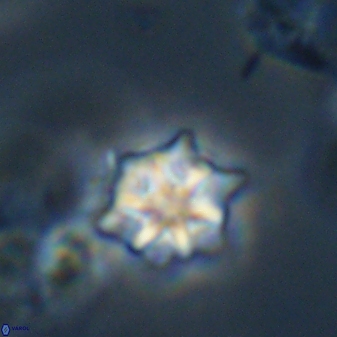 Discoaster self trailliae 32054