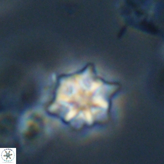 Discoaster self trailliae 32054