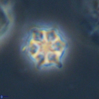 Discoaster self trailliae 32055