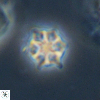 Discoaster self trailliae 32055