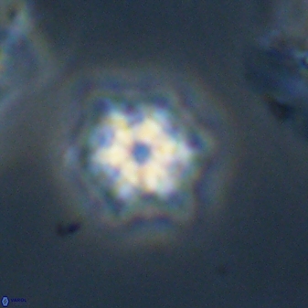 Discoaster self trailliae 32056