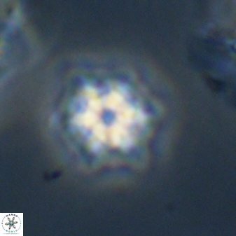 Discoaster self trailliae 32056