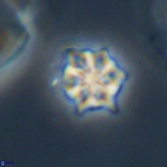 Discoaster self trailliae 32057