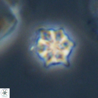 Discoaster self trailliae 32057