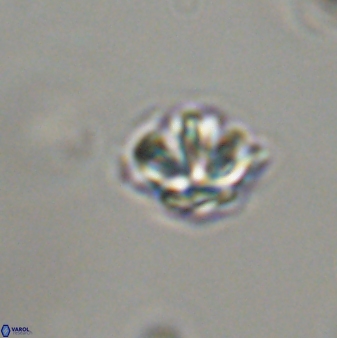 Discoaster self trailliae 32059