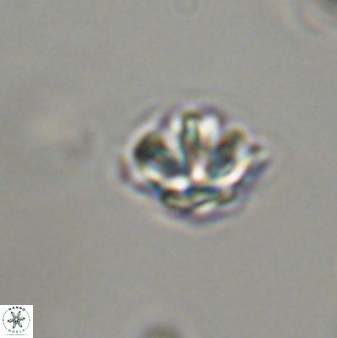 Discoaster self trailliae 32059
