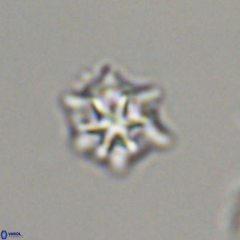 Discoaster self trailliae 32050