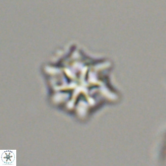Discoaster self trailliae 32050