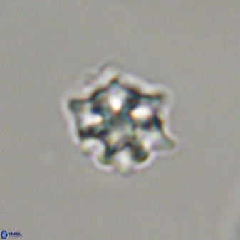 Discoaster self trailliae 32051