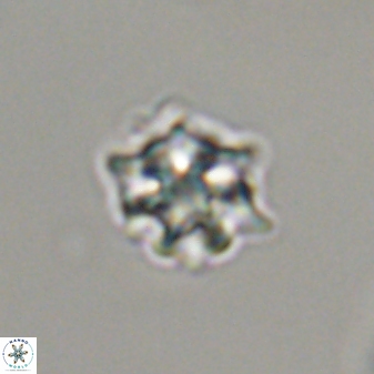 Discoaster self trailliae 32051