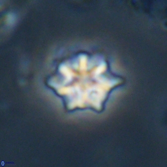 Discoaster self trailliae 32052