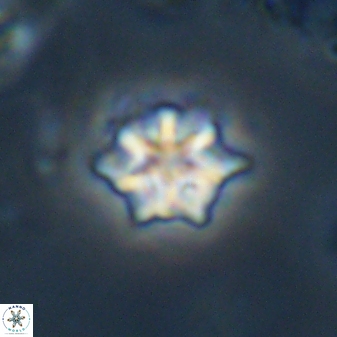 Discoaster self trailliae 32052