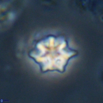 Discoaster self trailliae 32053