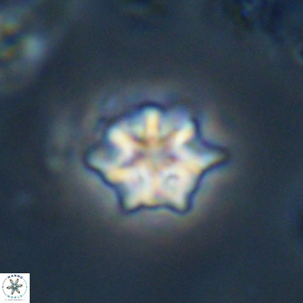 Discoaster self trailliae 32053