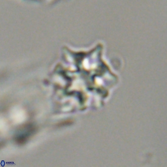 Discoaster self trailliae 32064