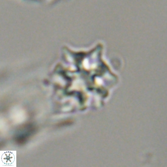 Discoaster self trailliae 32064