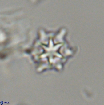 Discoaster self trailliae 32065