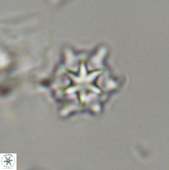 Discoaster self trailliae 32065