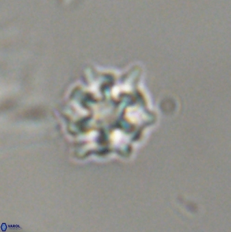 Discoaster self trailliae 32066