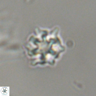 Discoaster self trailliae 32066
