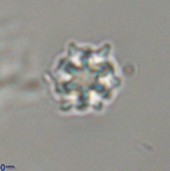 Discoaster self trailliae 32067