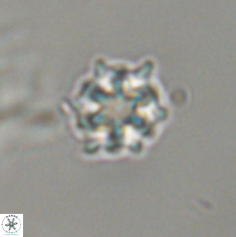 Discoaster self trailliae 32067