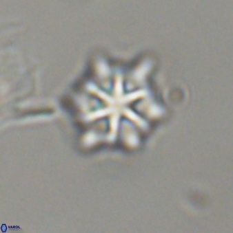 Discoaster self trailliae 32068