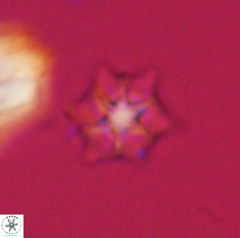 Discoaster self trailliae 32069