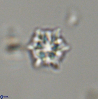 Discoaster self trailliae 32061