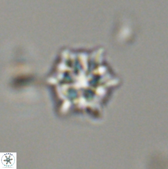Discoaster self trailliae 32061