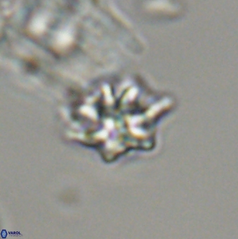 Discoaster self trailliae 32062