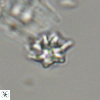Discoaster self trailliae 32062