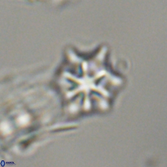 Discoaster self trailliae 32063