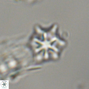 Discoaster self trailliae 32063