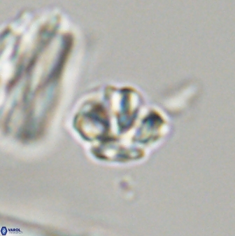 Discoaster self trailliae 32074